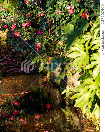 山茶花倒映在水面上 137202460
