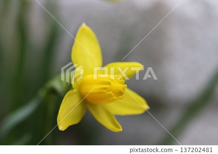早春花園中盛開的黃色微型水仙花（tetarte） 137202481