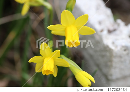 Yellow miniature daffodil (tetarte) flowers blooming in a garden in early spring Yellow miniature daffodil (tetarte) flowers blooming in a garden in early spring 137202484