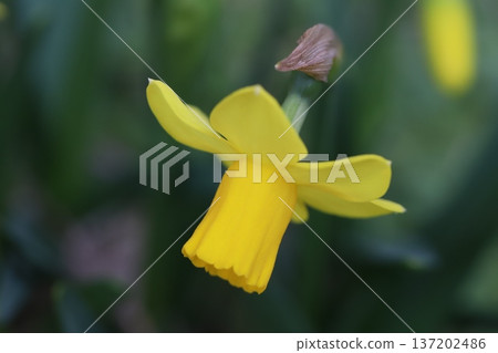 早春花園中盛開的黃色微型水仙花(tetarte) 早春花園中盛開的黃色微型水仙花(tetarte) 137202486