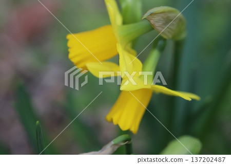 Yellow miniature daffodil (tetarte) flowers blooming in a garden in early spring Yellow miniature daffodil (tetarte) flowers blooming in a garden in early spring 137202487
