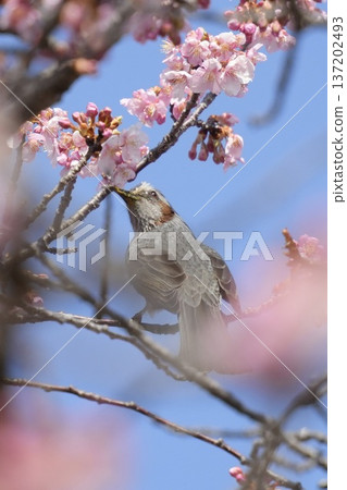 藍耳鵯在藍天下吸吮櫻花花蜜 137202493