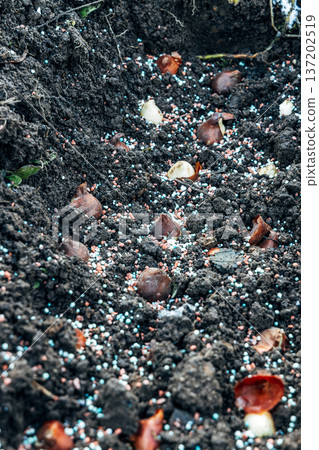 Preparation for spring planting of tulip bulbs in a flower garden. Planting tulip bulbs in the ground in the fall in your garden. Preparation for spring planting of tulip bulbs in a flower garden. Planting tulip bulbs in the ground in the fall in your garden. 137202519