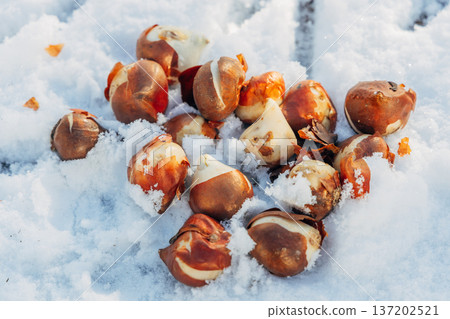 planting bulbous tulips in the snow in late autumn 137202521