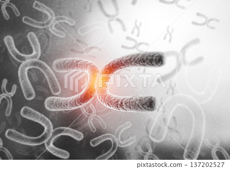 Chromosome background 137202527