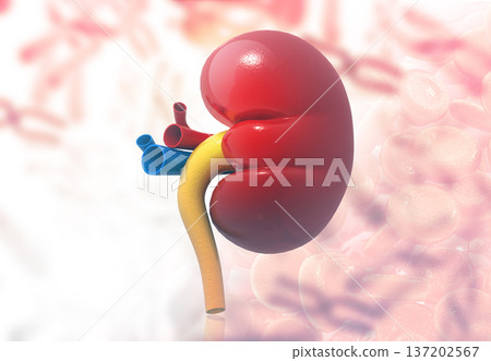 Human kidney anatomy 137202567