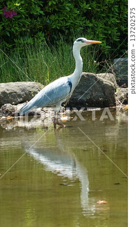 Gray heron 137202575