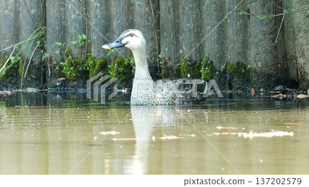 Duck Duck 137202579