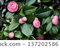 Camellias that look like wrapped buttons are just beginning to bloom 137202586