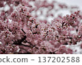 Cloudy sky and cherry blossoms in full bloom - Angyo Sakura 137202588