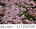 Angyo cherry blossoms blooming in the spring forest 137202589