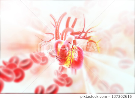 Human heart anatomy on medical background Human heart anatomy on medical background 137202616