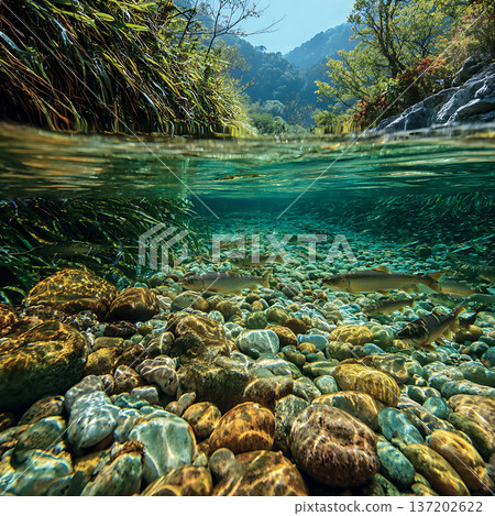 清澈的山澗溪流，魚兒游弋，水下景色迷人。 137202622