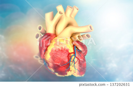 Human heart anatomy on medical background Human heart anatomy on medical background 137202631