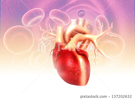 Human heart anatomy on medical background 137202632