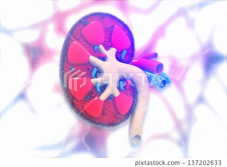 Human kidney anatomy on medical background Human kidney anatomy on medical background 137202633