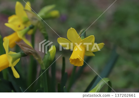 Yellow miniature daffodil (tetarte) flowers blooming in a garden in early spring Yellow miniature daffodil (tetarte) flowers blooming in a garden in early spring 137202661