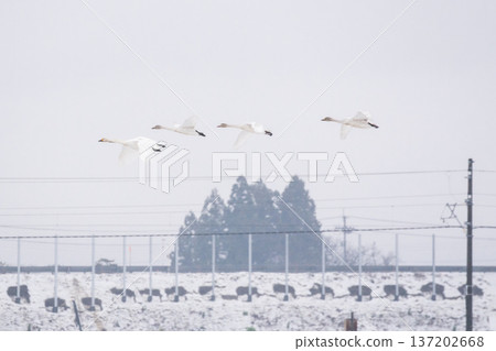 [Swans] A flock of swans flying along the Yamagata Line 137202668