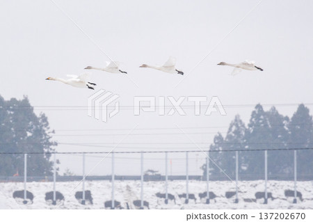 [Swans] A flock of swans flying along the Yamagata Line 137202670