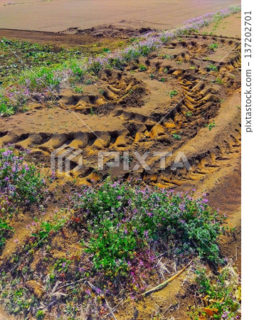 早春時節，田野盛開著朱頂紅，路面佈滿車轍。 137202701