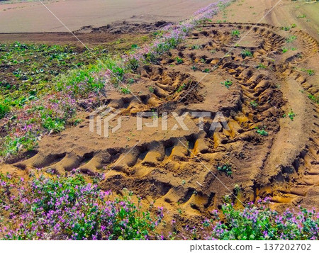 早春時節，田野盛開著朱頂紅，路面佈滿車轍。 137202702