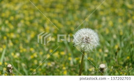 春天的野花 137202703