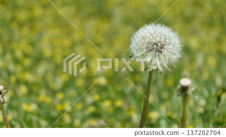 Spring Wildflowers 137202704