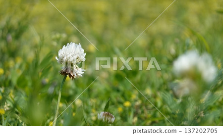 Spring Wildflowers 137202705