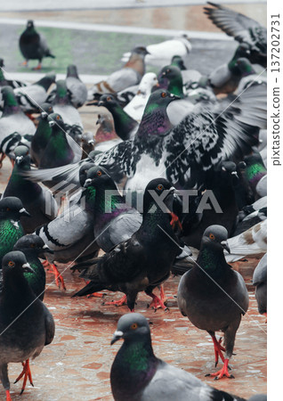 Group of pigeons. Flock of pigeons on a city street. 137202731