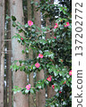 red camellia flower 137202772