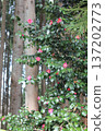 red camellia flower 137202773
