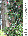 red camellia flower 137202774