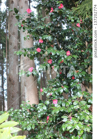 red camellia flower 137202774