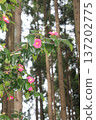 red camellia flower 137202775