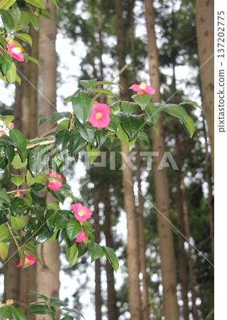 紅山茶花 紅山茶花 137202775