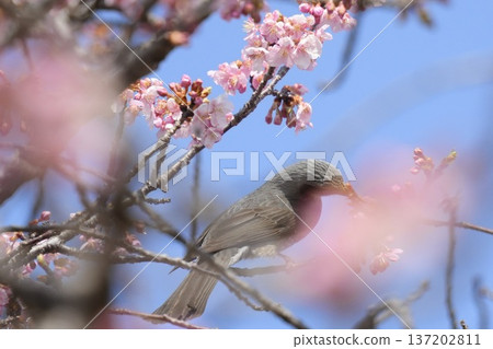Brown-eared bulbul sucking nectar from cherry blossoms against a blue sky 137202811