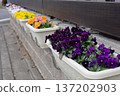 Yellow and purple pansy flowers planted in a planter 137202903