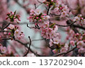 Blue sky and Angyo cherry blossoms with intertwining leaves and branches 137202904