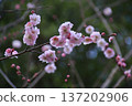 Beautiful plum blossoms herald the arrival of spring in the forest 137202906