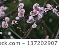 Beautiful pink plum blossoms and forest greenery 137202907