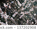 Pink plum blossoms bathed in the morning sun in the forest 137202908