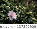 Pale pink camellia flowers and buds 137202909