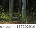 Scenery in the bamboo forest 137202910