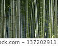 Countless bamboos in a dignified, straight-lined bamboo forest 137202911