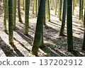 A bamboo forest casting beautiful shadows in the morning sun 137202912