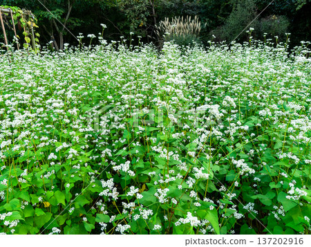 A cluster of buckwheat flowers 137202916