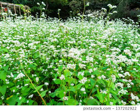 一簇蕎麥花 一簇蕎麥花 137202922