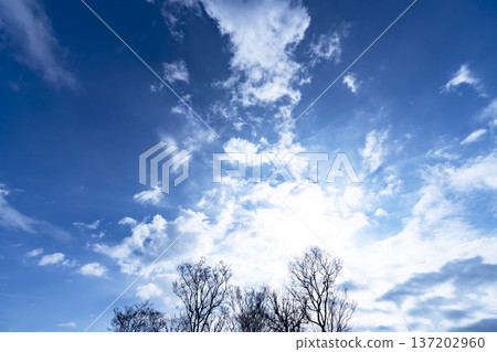 Blue sky, clouds and grove Blue sky, clouds and grove 137202960