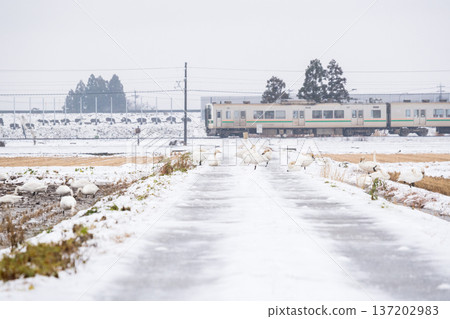 【山形線】雪地裡的天鵝和一列當地列車 【山形線】雪地裡的天鵝和一列當地列車 137202983