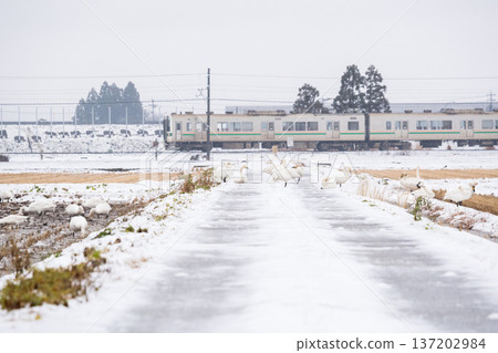 [Yamagata Line] Swans in the snowy fields and a local train 137202984